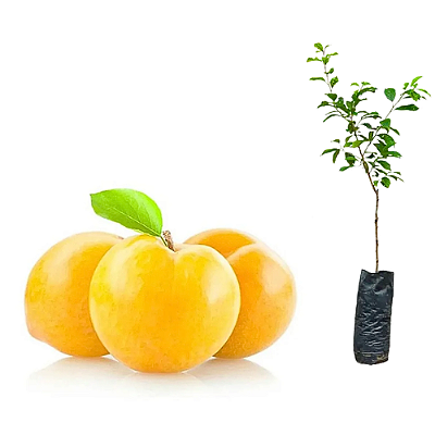 Muda de Ameixa Amarelinha Enxertada Preste a Produzir