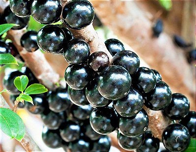 Muda de Jabuticaba Hibrida ou Precoce