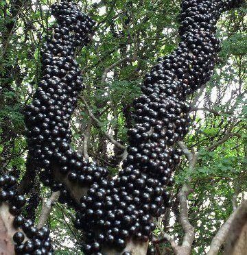 Muda de Jabuticaba Sabará