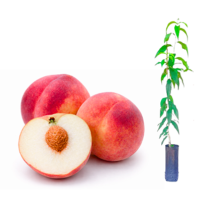 Muda de Pêssego Chimarrita - Enxertada