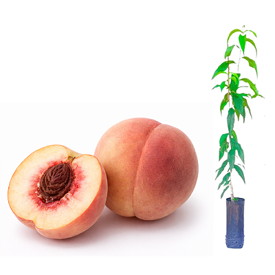 Muda de Pêssego Chiripá enxertado Preste a Produzir