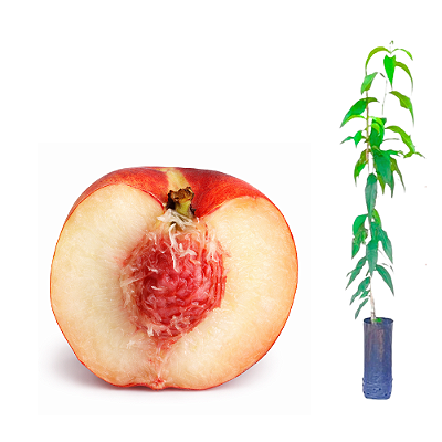 Muda de Pêssego Coral Polpa Branca/enxertado