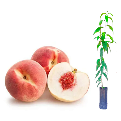 Muda de Pêssego Kampai Enxertado Preste a Produzir