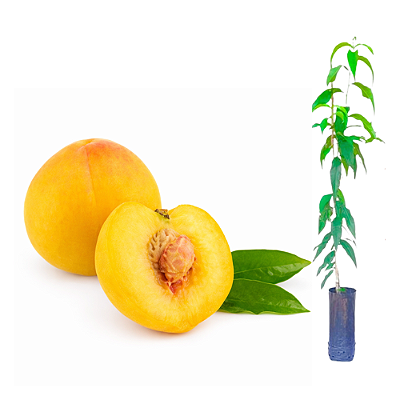 Muda de Pêssego Precocinho Enxertado Preste a Produzir