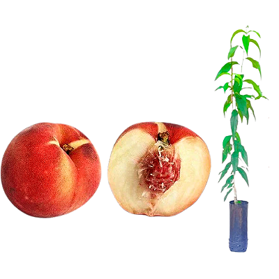 Muda de Pêssego Premier Enxertado Preste a Produzir