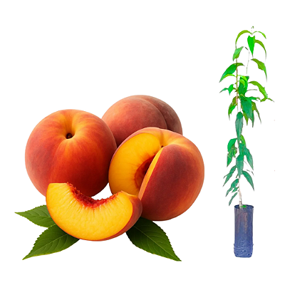 Muda de Pêssego Rubimel enxertado Preste a Produzir