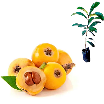 Muda de Nespera Gigante- Eriobotrya Japonica - Enxertada