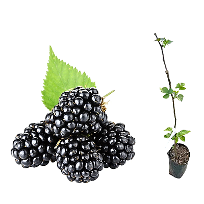 Muda Amora sem Espinho Rubus Inermis Estaquia