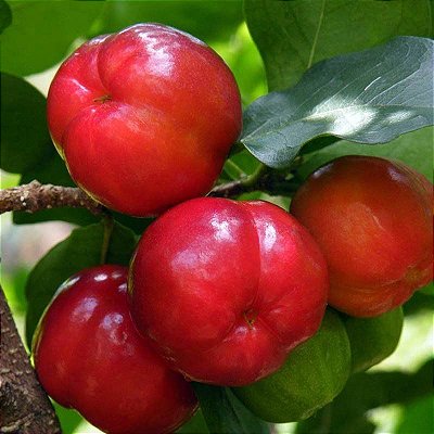 Muda de Acerola Gigante