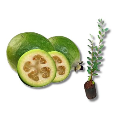 Muda de Feijoa ou Goiaba da Serra