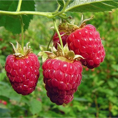 Mudas De Framboesa Européia( Rubus idaeus ) muda clonada de estaca