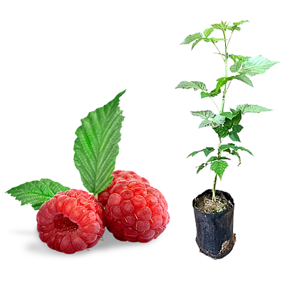 Muda de Framboesa Europeia (Rubus idaeus) – Clonada por Estaca