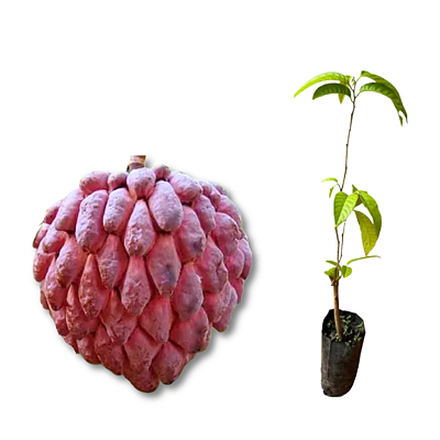 Muda de Pinha Vermelha Enxertada