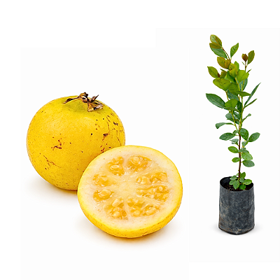 Muda de Araçá-amarelo - Psidium cattleianum