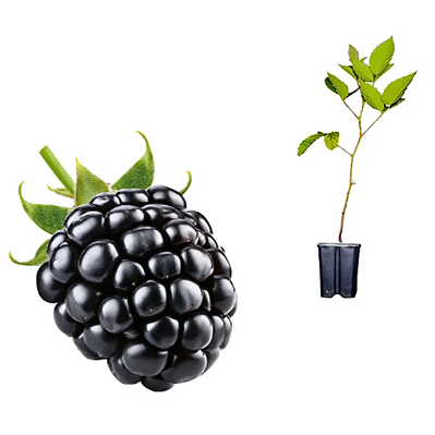 Muda de Amora Americana ou Blackberry - Já Produz ou Prestes a Produzir (Espinho)