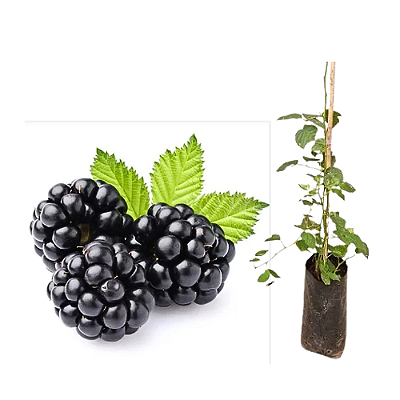 Muda de Amora Americana ou Blackberry - Já Produz ou Prestes a Produzir (Espinho)