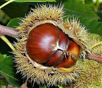 Muda Castanha Portuguesa