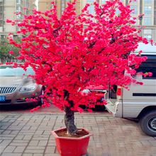 Muda de Cerejeira Sakura Japonesa Ornamental  Vermelha -enxerto Ja floresce