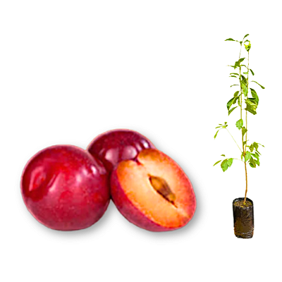 Muda de Ameixa Rosa Mineira Enxertada