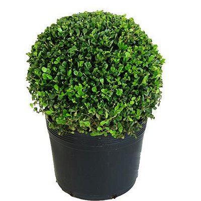 Muda de Buxus (P)