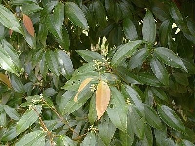 Muda de Canela Sombra