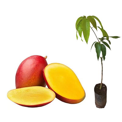 Muda de Manga Palmer - Enxertada