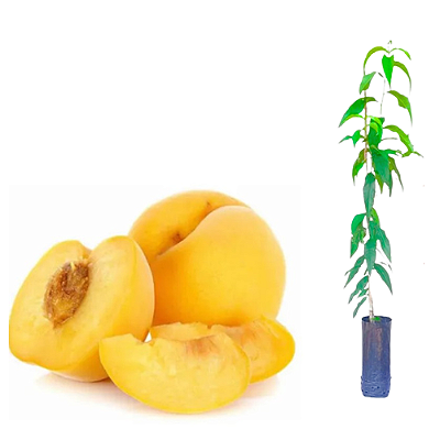 Muda Pessêgo Diamante enxertado