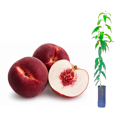 Muda Pessego Charme Branco Enxertado