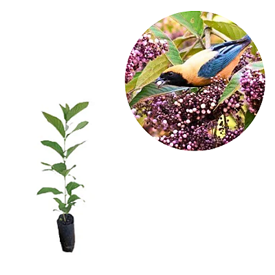 DUPLICADO - Muda Calicarpa Chinesa Arbórea BRANCA RARA ( Callicarpa reevesii ) Atrai passarros