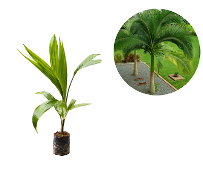 Kit 10 Mudas palmeira Real