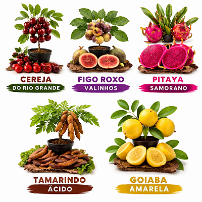 Kit 5 mudas 1 Cereja do Rio Grande 1 Figo Roxo Valinhos 1 Pitaya Samorano 1 Tamarindo 1 Goiaba Amarela