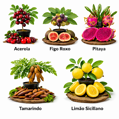 Kit 5 mudas 1 Cereja do Rio Grande 1 Figo Roxo Valinhos 1 Pitaya Samorano 1 Tamarindo 1 Goiaba Amarela