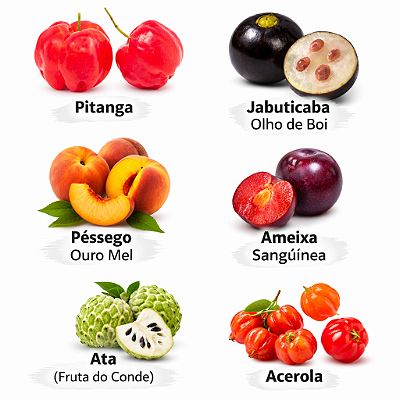 Kit 6 mudas 1 Jabuticaba Olho boi 1 Pitanga 1 Acerola 1 Pessego Ouro mel 1 Ameixa Sanguinia 1 Ata (Fruta do Conde)