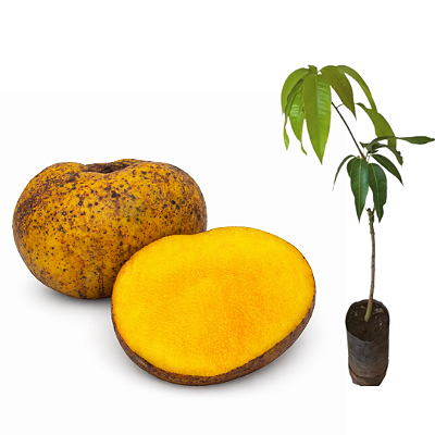 Muda de Manga Itamaracá enxertada