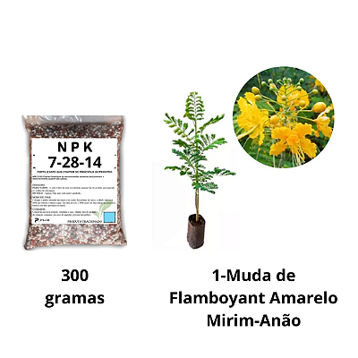 Kit 1 muda Framboyant Amarelo mirim Anã+ 1 adubo formula 7-28-14 completo para frutifera