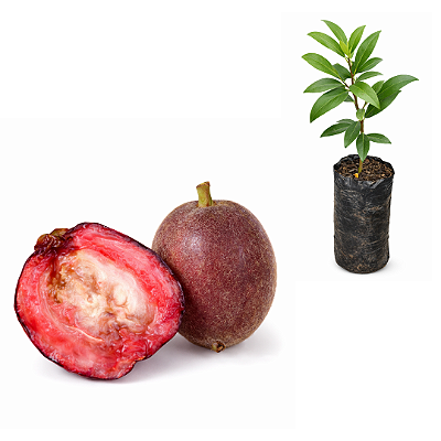 Muda de Cereja de Santa Catarina (Cereja do Paraná / Cereja Pilosa)