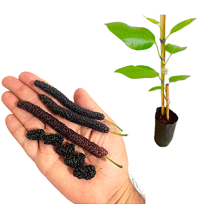 Muda amora paquistanesa clonada(Já produz)