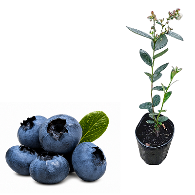Muda de Mirtilo Powerblue Premium-Clonada