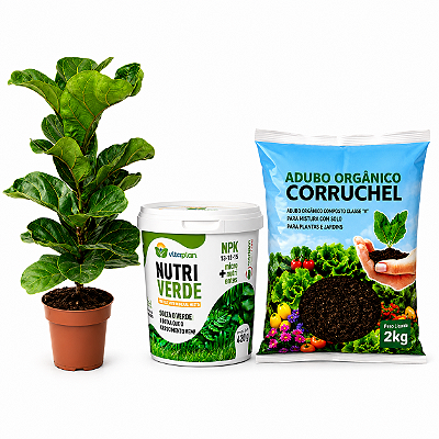 Kit Ficus Lyrata Banbino +Netriverde + Adubo Orgânico