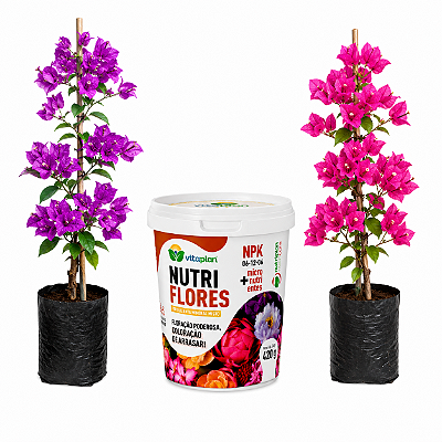 Kit 2 Mudas Primavera Pink e Lilás Clonadas + Adubo Nutriflores Premium