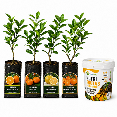Kit 4 Mudas Cítricas Enxertadas + Fertilizante Nutrifrutas 420g