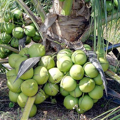 Muda de Coco Anão Precoce