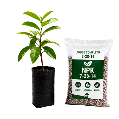 Kit muda Graviola Branca + Adubo completo 7-28-14 com 100g