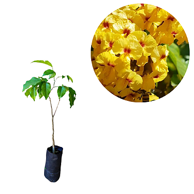 Muda de Aldrago (Árvore-Drago) – Planta Exótica