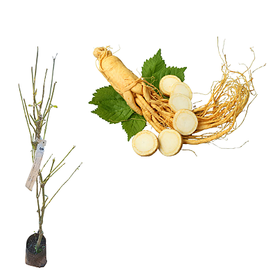 Muda de Ginseng Coreano – Planta Medicinal (Panax ginseng)
