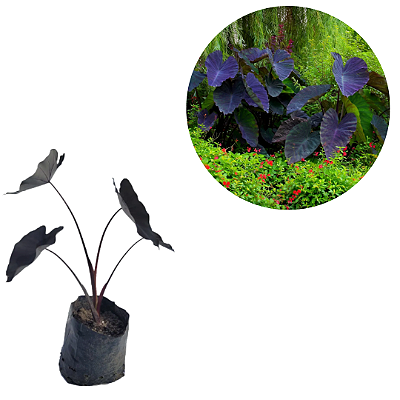 Muda Colocasia Esculenta Black Magic