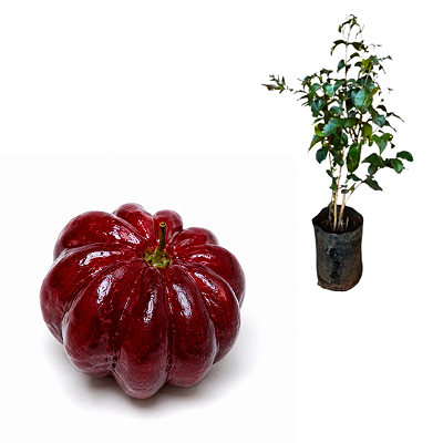 Muda de Pitanga Bordô (Eugenia uniflora)