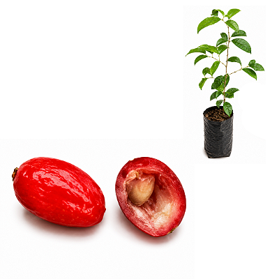 Muda de Fruta do Mistério (Synsepalum sp.)
