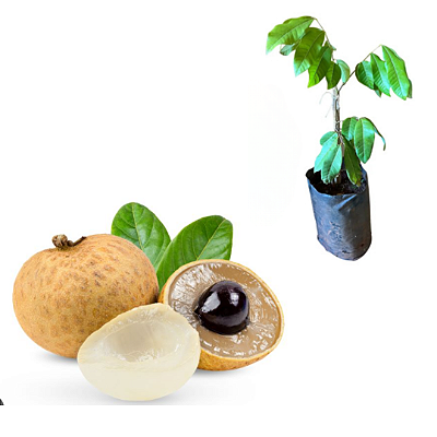 Muda de Longana Lichia Branca Gigante do Havaí (Dimocarpus longan)