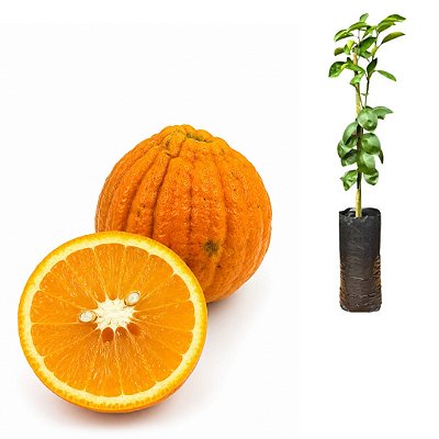 Muda de Laranja Carambola Enxertada
